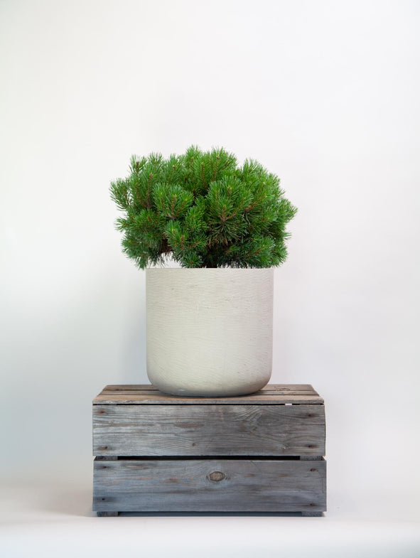 Dwarf Mountain Pine